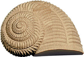 Snail Shell Detail